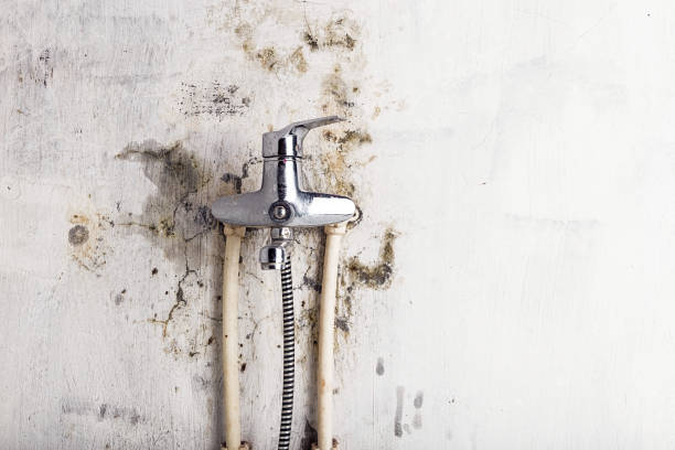 Best Black Mold Remediation in Waconia, MN