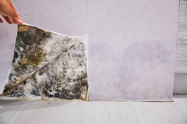 Best Residential Mold Remediation in Waconia, MN